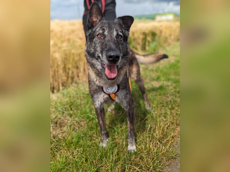 Nelson ein toller Hollandse Herder Mix