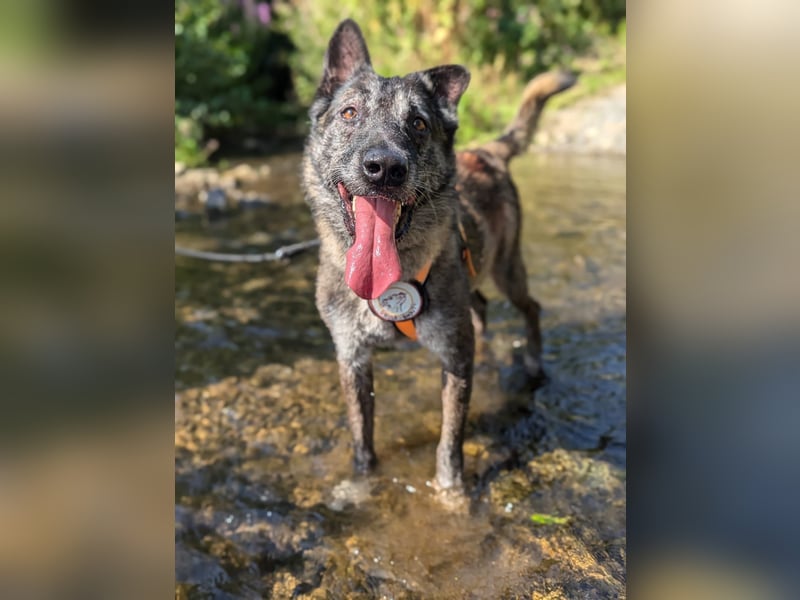 Nelson ein toller Hollandse Herder Mix