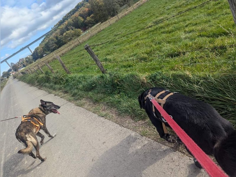 Nelson ein toller Hollandse Herder Mix