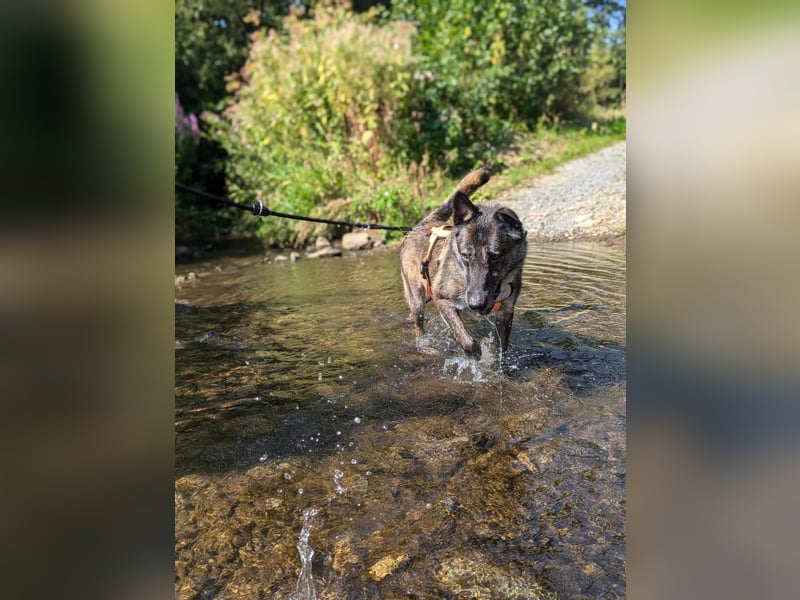 Nelson ein toller Hollandse Herder Mix