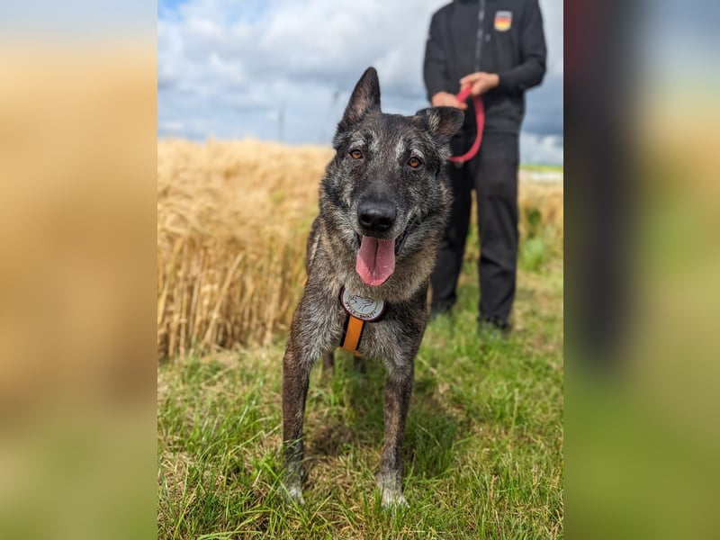 Nelson ein toller Hollandse Herder Mix