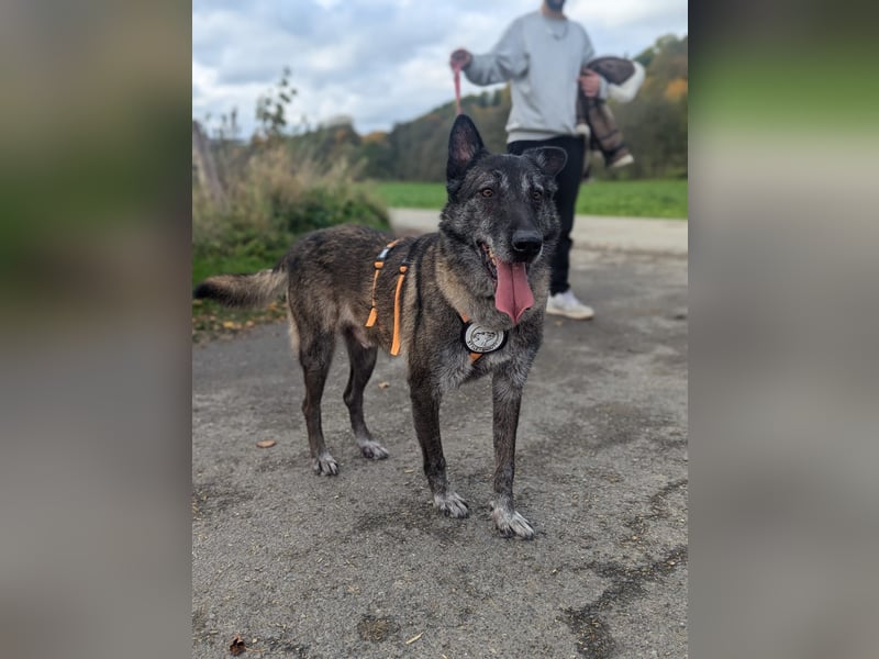 Nelson ein toller Hollandse Herder Mix
