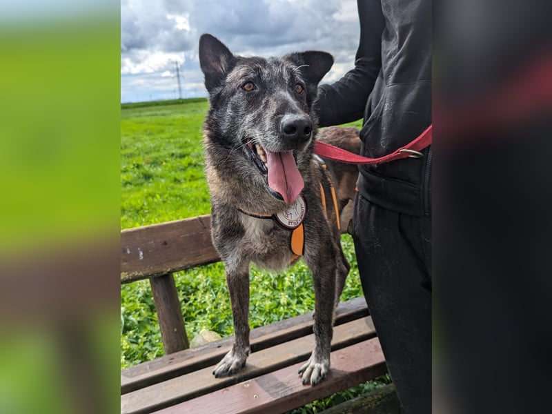 Nelson ein toller Hollandse Herder Mix