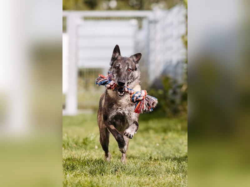Nelson ein toller Hollandse Herder Mix
