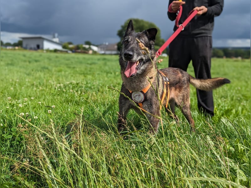 Nelson ein toller Hollandse Herder Mix