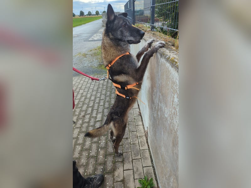 Nelson ein toller Hollandse Herder Mix
