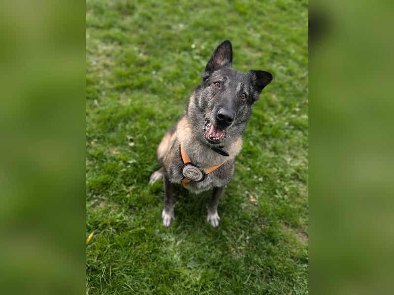 Nelson ein toller Hollandse Herder Mix