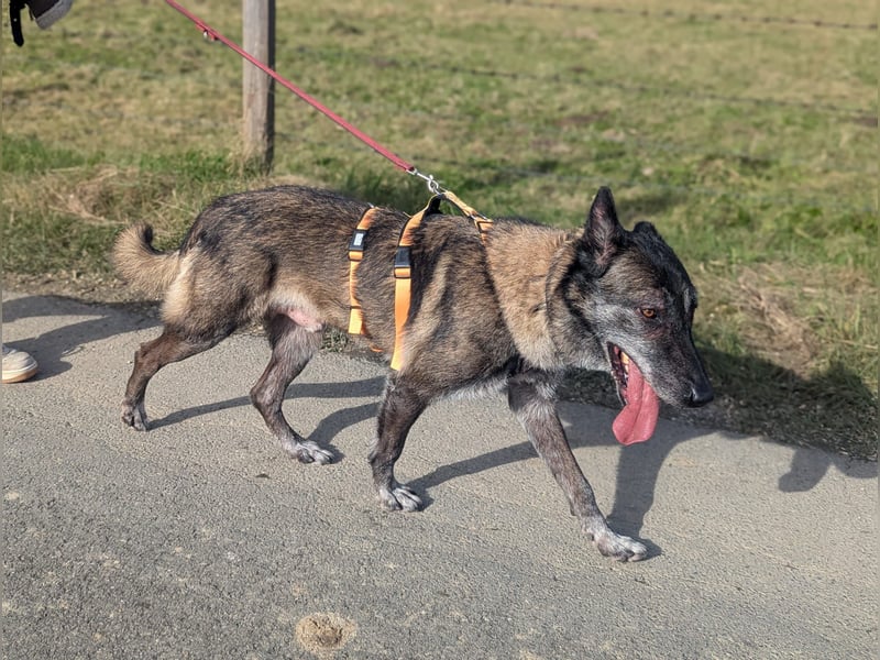 Nelson ein toller Hollandse Herder Mix