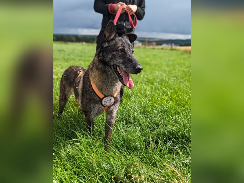 Nelson ein toller Hollandse Herder Mix