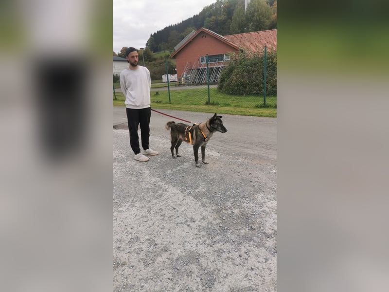Nelson ein toller Hollandse Herder Mix