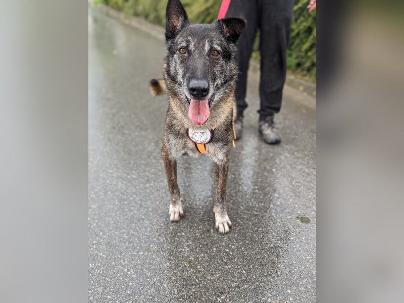 Nelson ein toller Hollandse Herder Mix