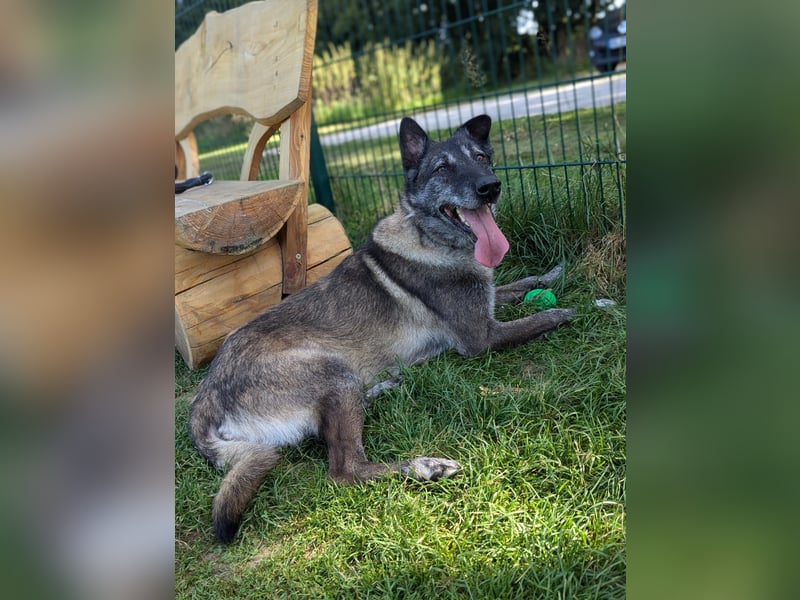 Nelson ein toller Hollandse Herder Mix
