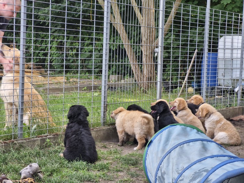 Hovawartwelpen suchen ein zu Hause