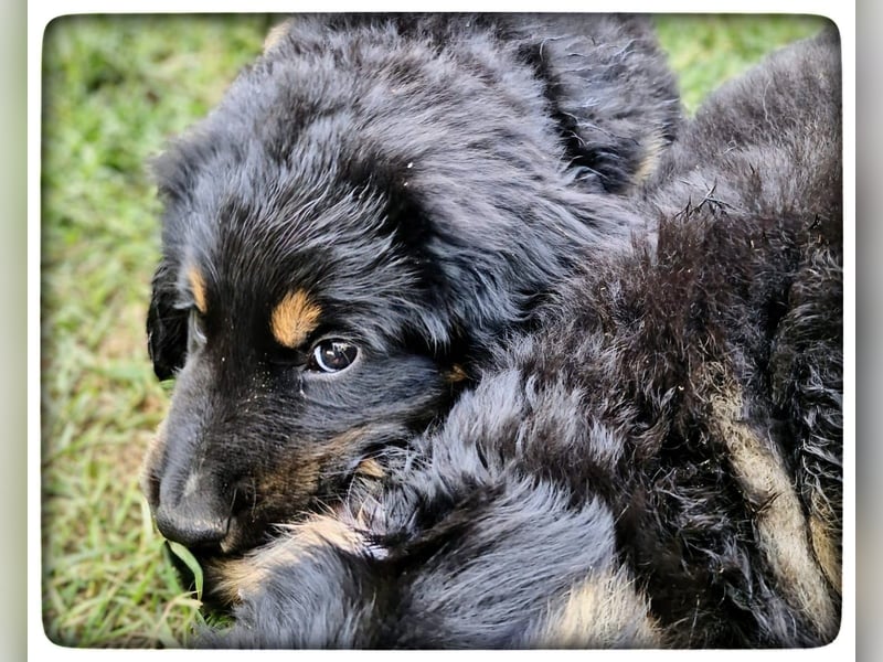 Hovawartwelpen suchen ein zu Hause