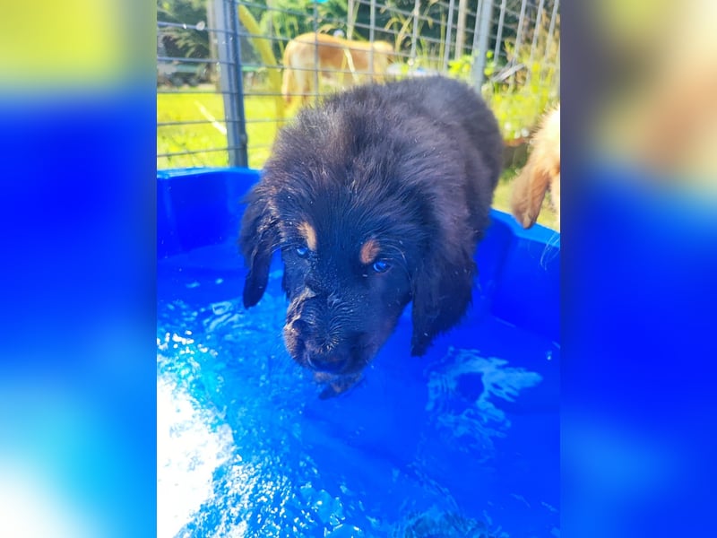 Hovawartwelpen suchen ein zu Hause