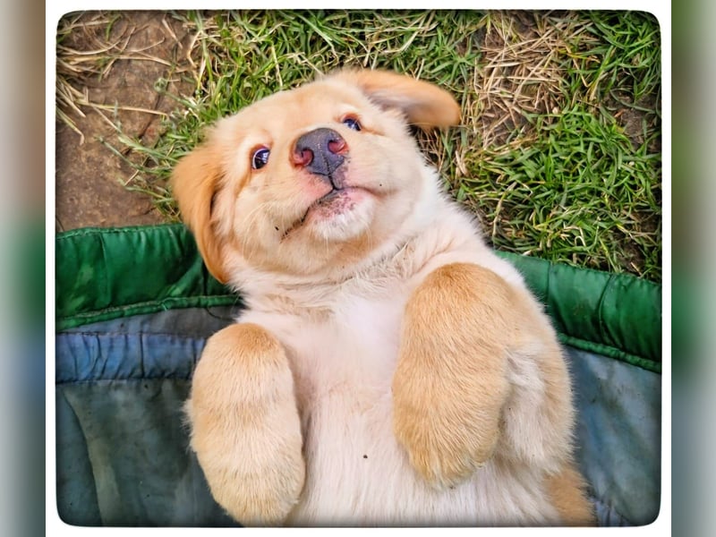 Hovawartwelpen suchen ein zu Hause