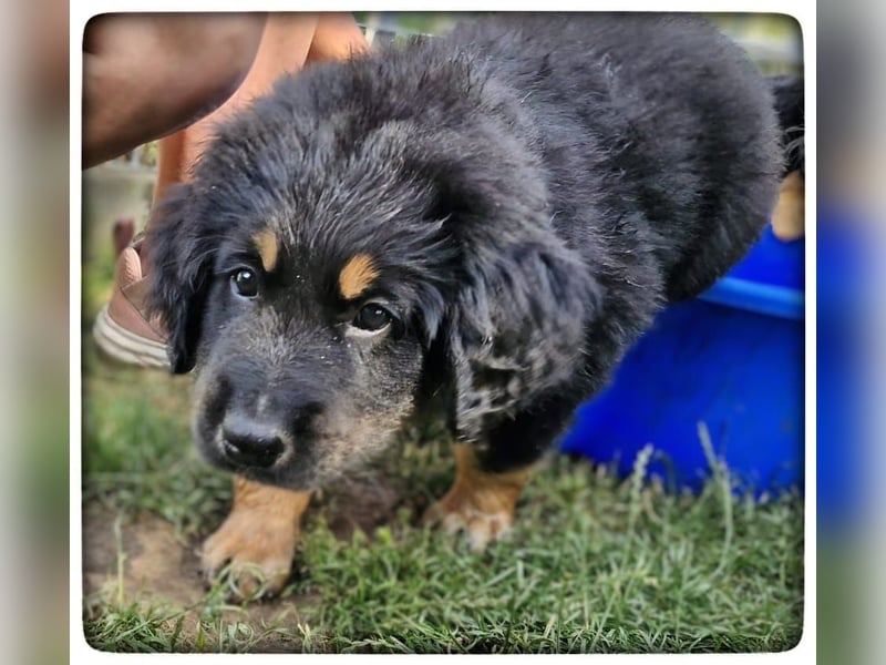 Hovawartwelpen suchen ein zu Hause