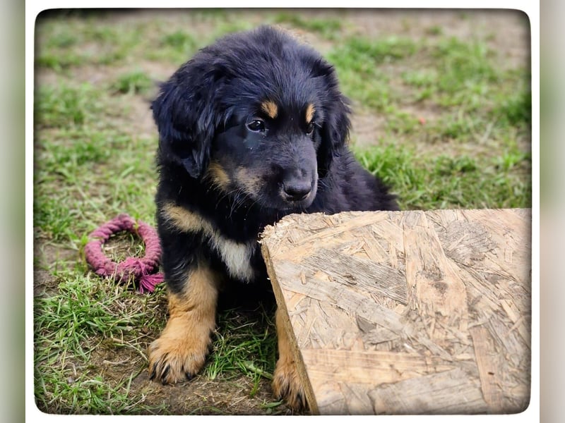 Hovawartwelpen suchen ein zu Hause