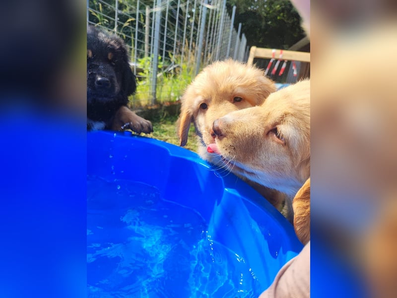 Hovawartwelpen suchen ein zu Hause