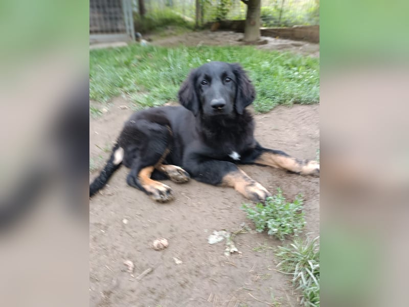 Hovawart Welpe mit Papieren