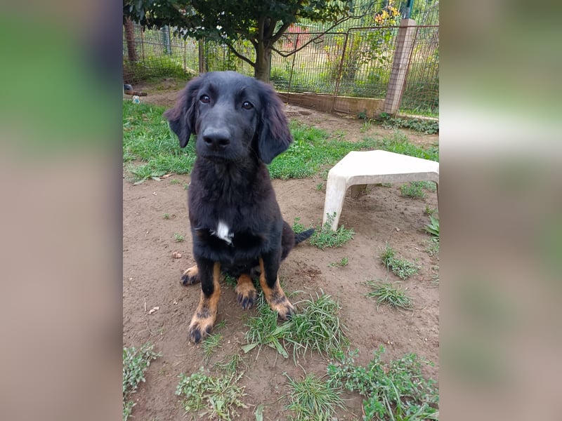 Hovawart Welpe mit Papieren