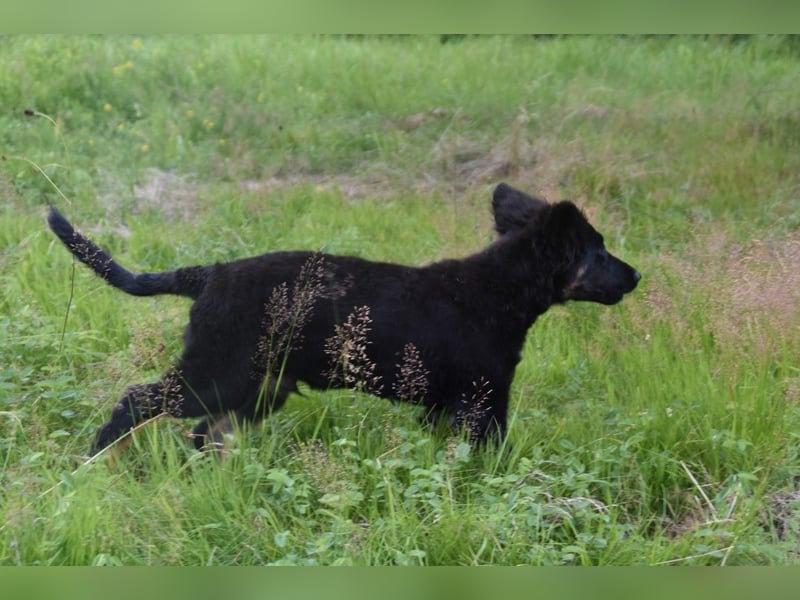 Hovawart Welpe mit Papieren