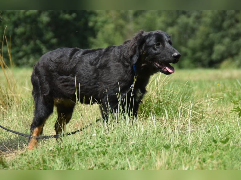 Hovawart Welpe mit Papieren - vier Monate alt