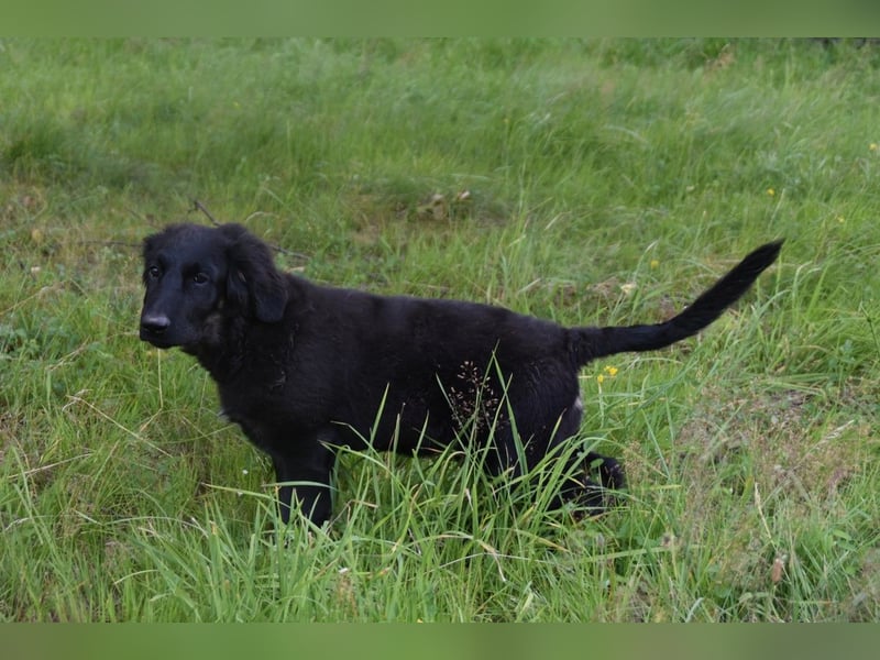 Hovawart Welpe mit Papieren