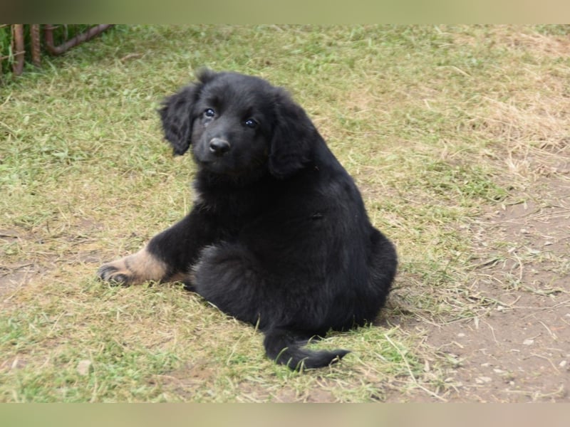 Hovawart Welpe mit Papieren