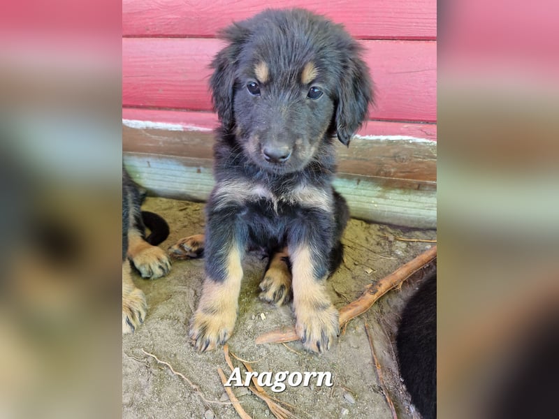 Hovawarte vom Evenkamp - 5 Rüden & 1 Hündin suchen ein liebevolles Zuhause!