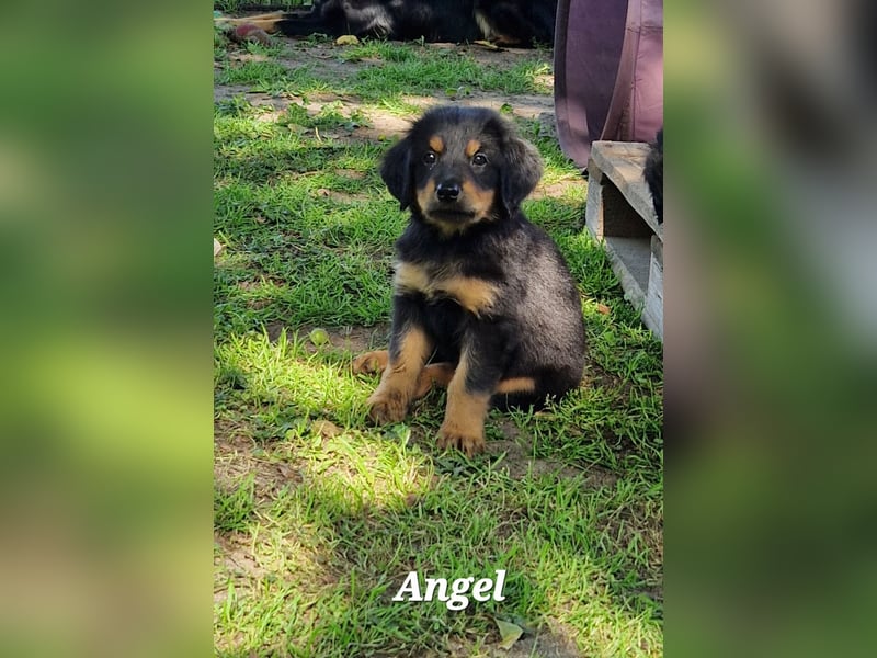 Hovawarte vom Evenkamp - 5 Rüden & 1 Hündin suchen ein liebevolles Zuhause!