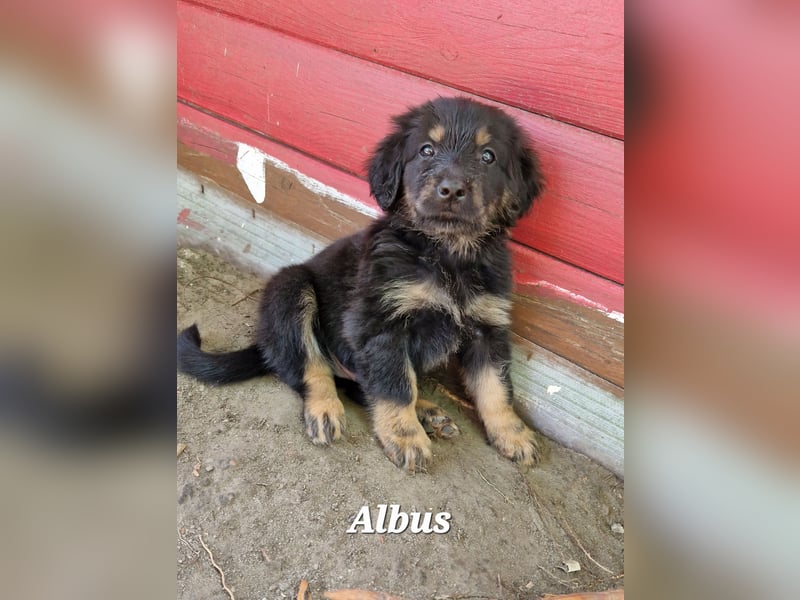 Hovawarte vom Evenkamp - 5 Rüden & 1 Hündin suchen ein liebevolles Zuhause!