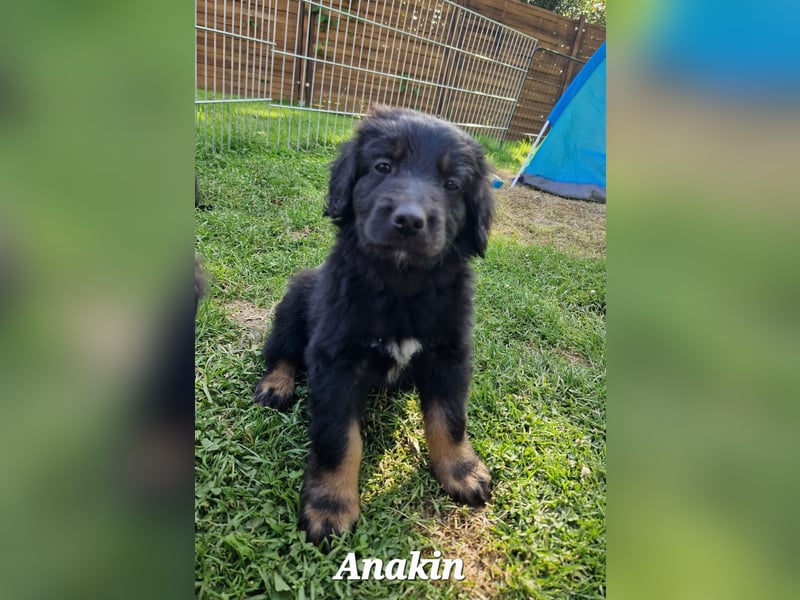 Hovawarte vom Evenkamp - 5 Rüden & 1 Hündin suchen ein liebevolles Zuhause!