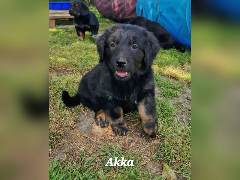 Hovawarte vom Evenkamp - 5 Rüden & 1 Hündin suchen ein liebevolles Zuhause!