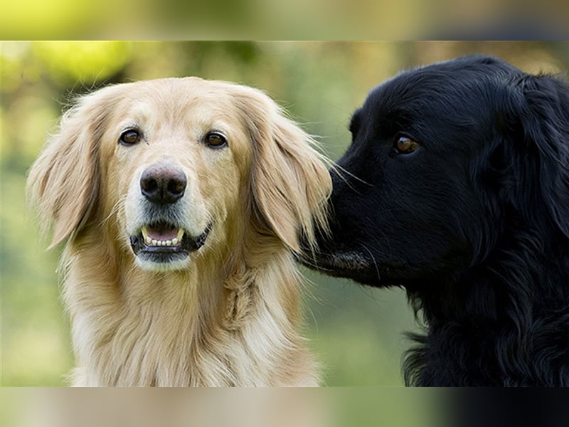 Hovawart Welpen aus dem Rassezuchtverein für Hovawart-Hunde e.V. / VDH / FCI