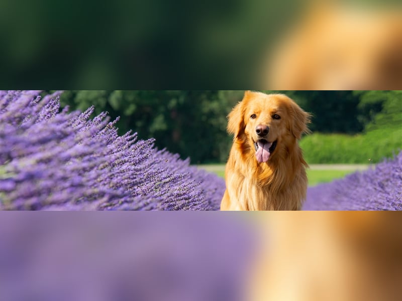 Hovawart Welpen aus dem Rassezuchtverein für Hovawart-Hunde e.V. / VDH / FCI