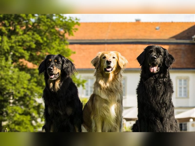Hovawart Welpen aus dem Rassezuchtverein für Hovawart-Hunde e.V. / VDH / FCI