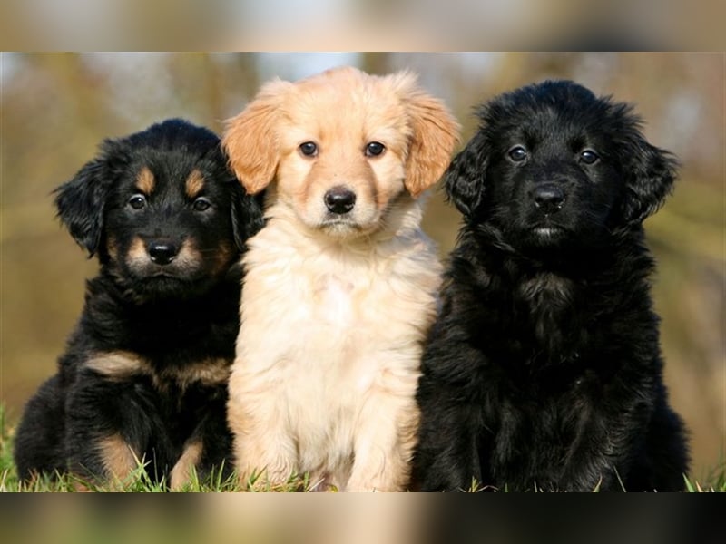 Hovawart Welpen aus dem Rassezuchtverein für Hovawart-Hunde e.V. / VDH / FCI