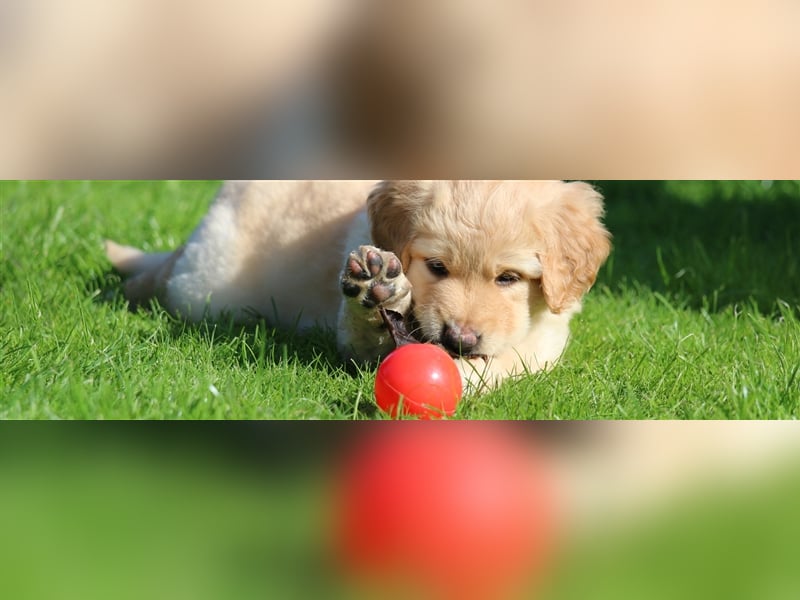 Hovawart Welpen aus dem Rassezuchtverein für Hovawart-Hunde e.V. / VDH / FCI