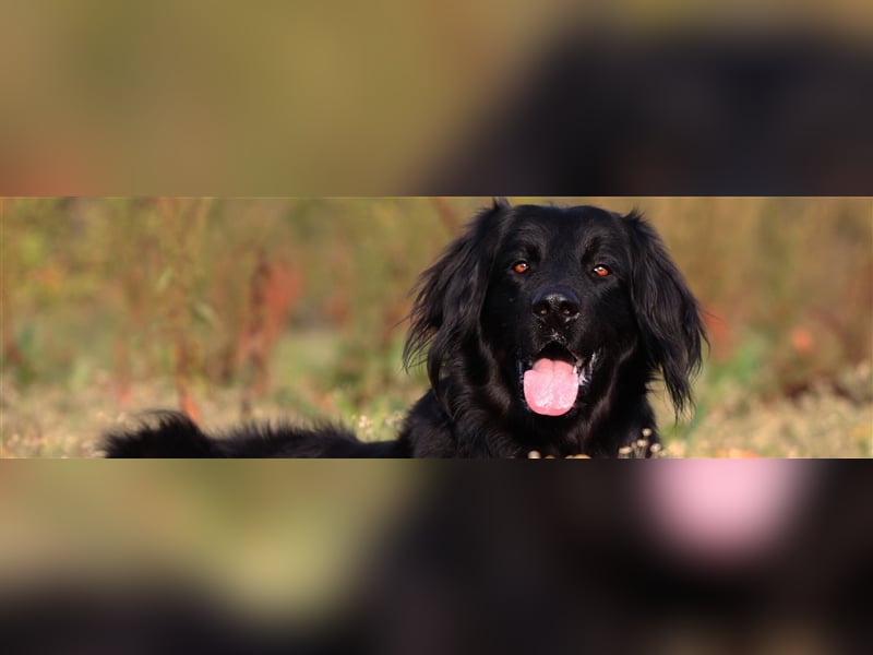 Hovawart Welpen aus dem Rassezuchtverein für Hovawart-Hunde e.V. / VDH / FCI