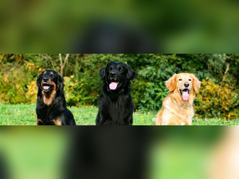 Hovawart Welpen aus dem Rassezuchtverein für Hovawart-Hunde e.V. / VDH / FCI