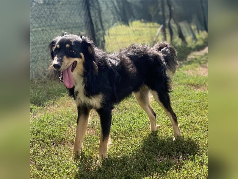 Milo von kettenlos