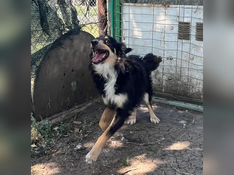 Milo von kettenlos