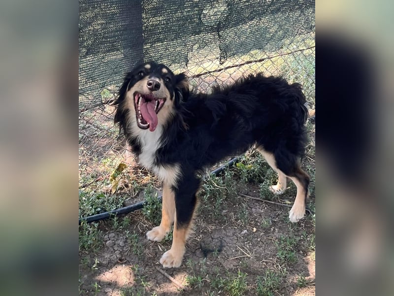 Milo von kettenlos