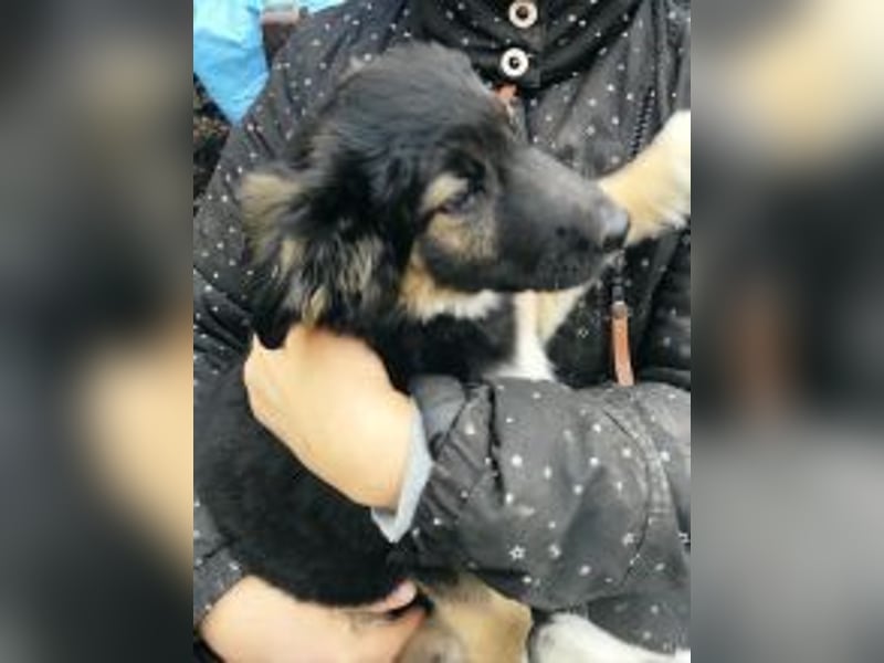 Hovawartpuppies geimpft//gechipt