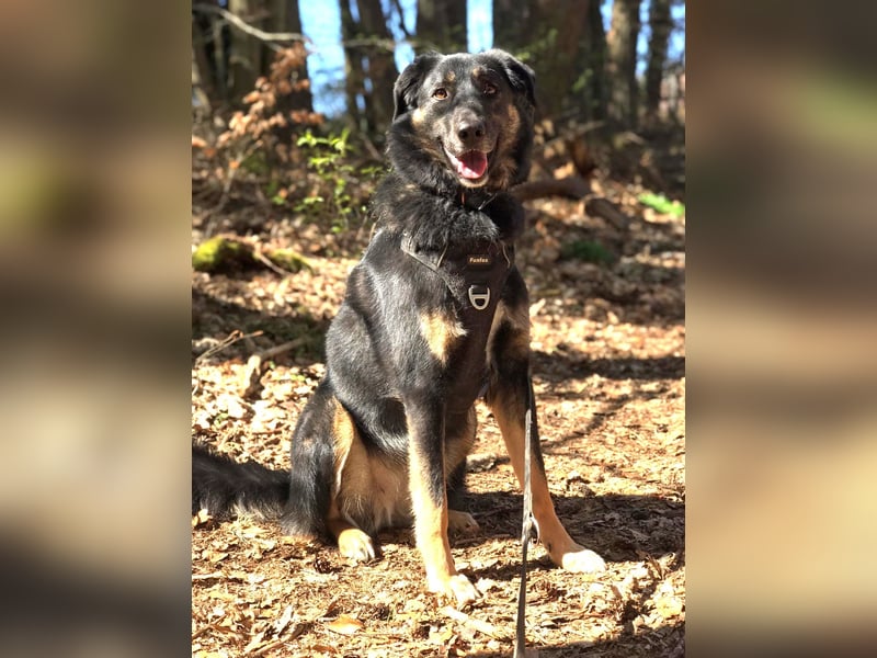 Lille - wunderschöne Hundedame