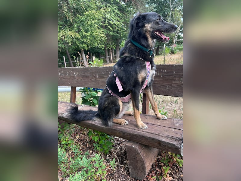 Lille - wunderschöne Hundedame