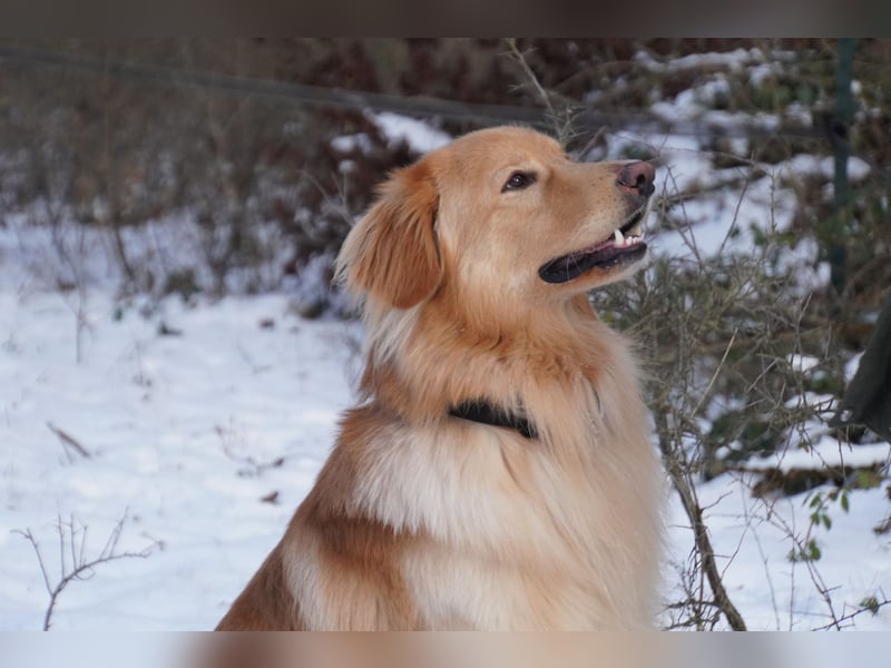 Hovawart Deckrüde blond