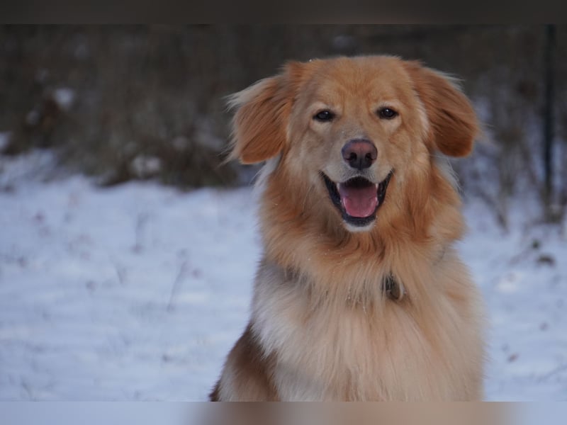 Hovawart Deckrüde blond