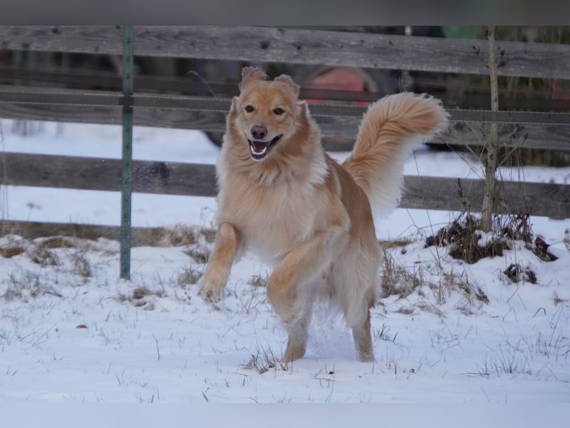 Hovawart Deckrüde blond